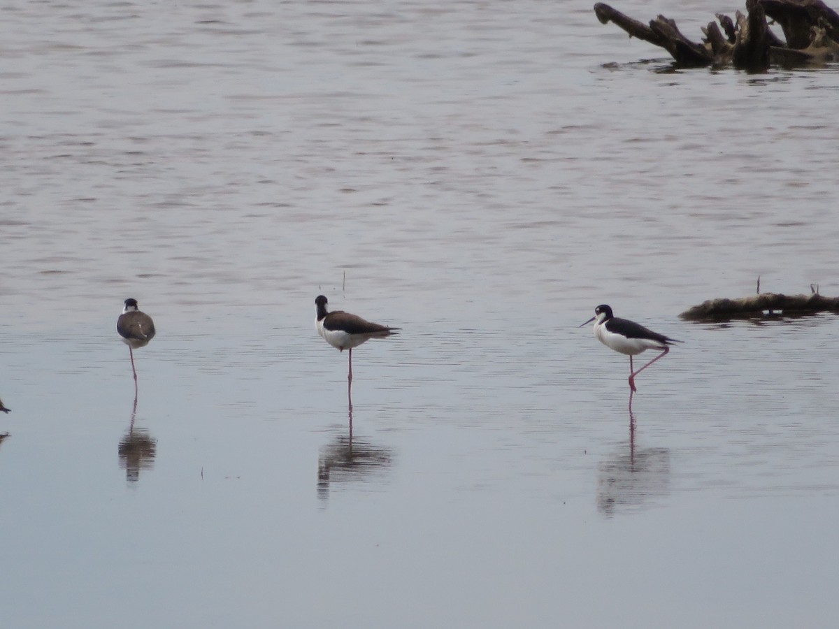 Black-necked Stilt - ML221322611