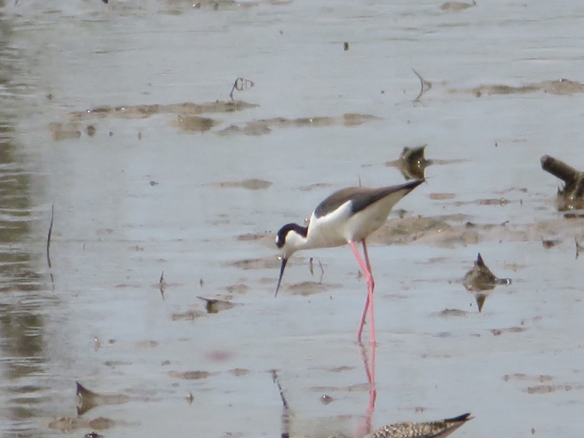 Black-necked Stilt - ML221322621