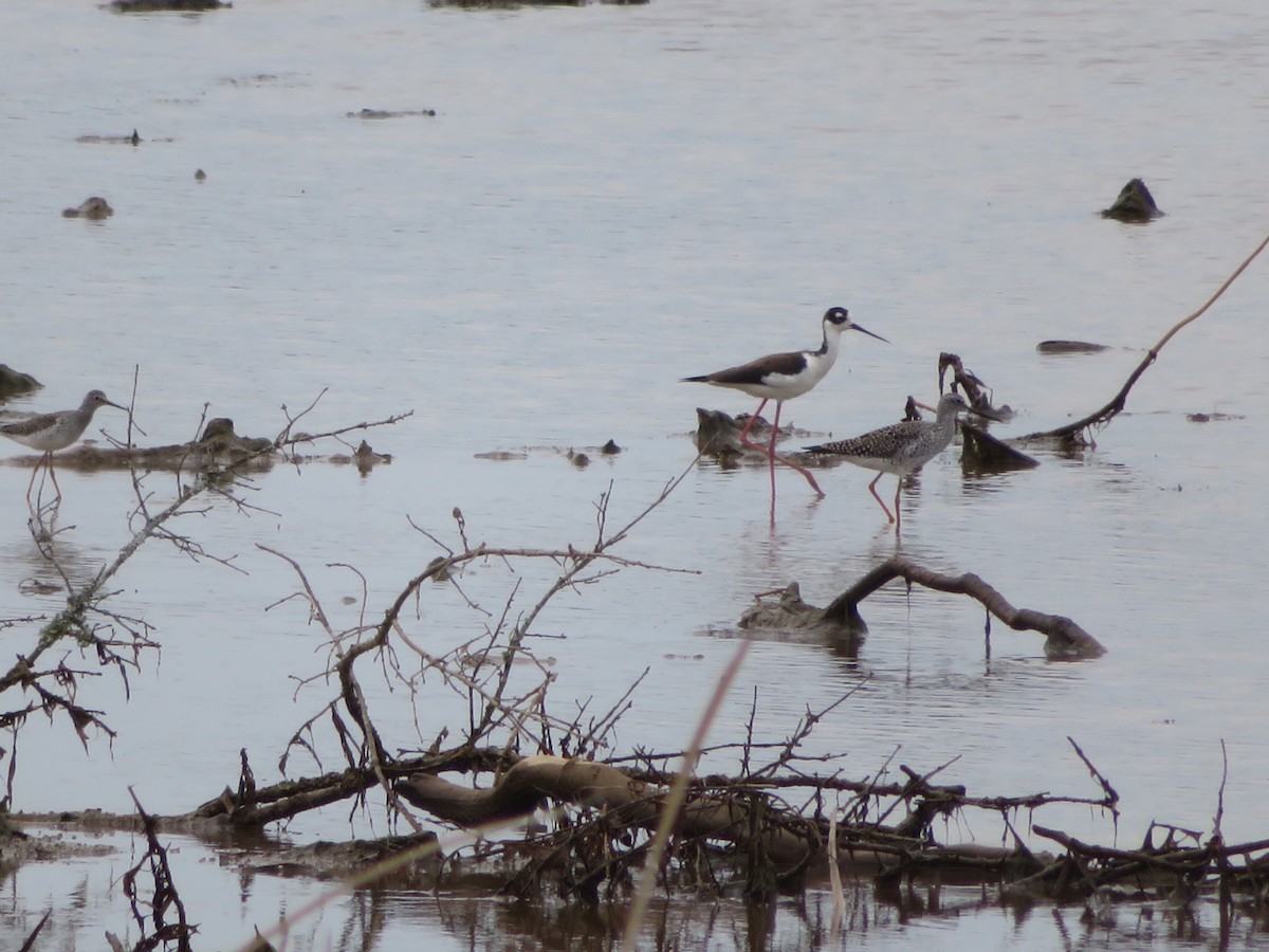 Black-necked Stilt - ML221322631
