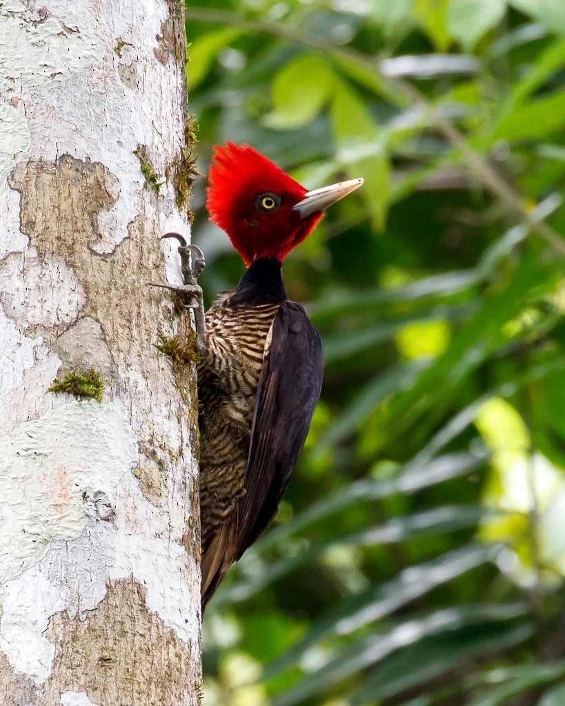 Pale-billed Woodpecker - ML221322641
