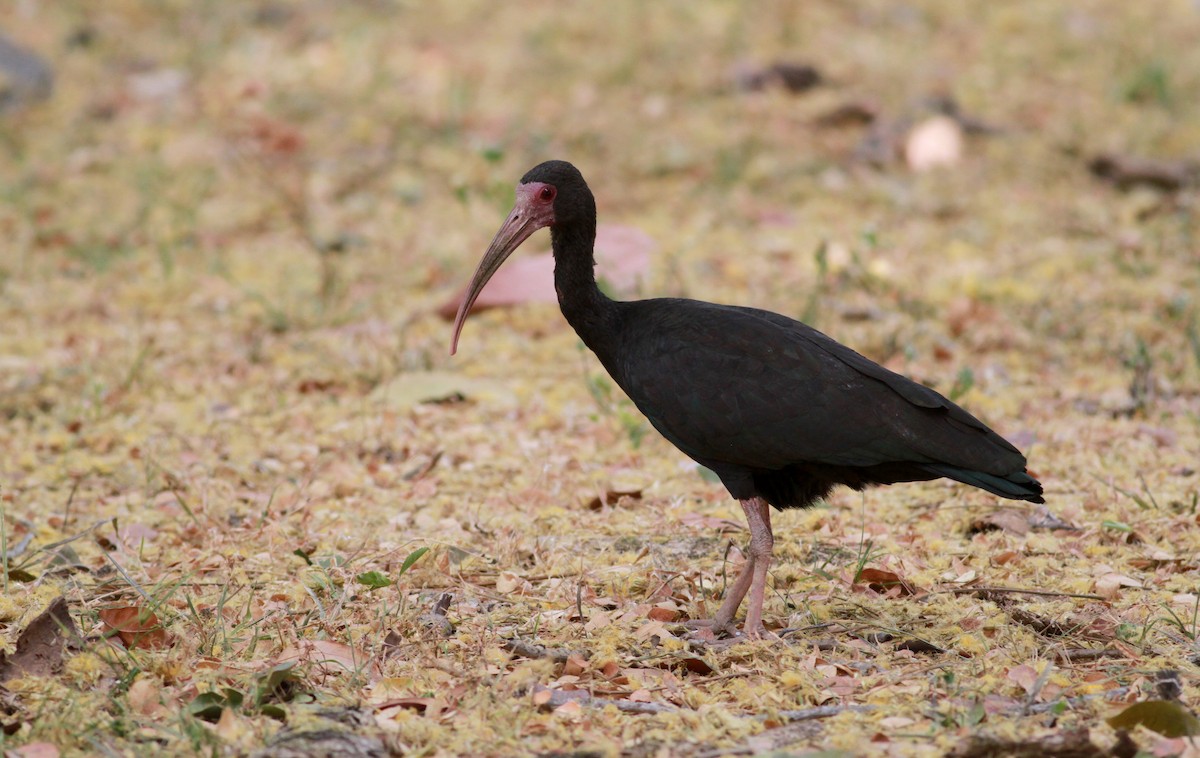 ibis tmavý - ML22132271