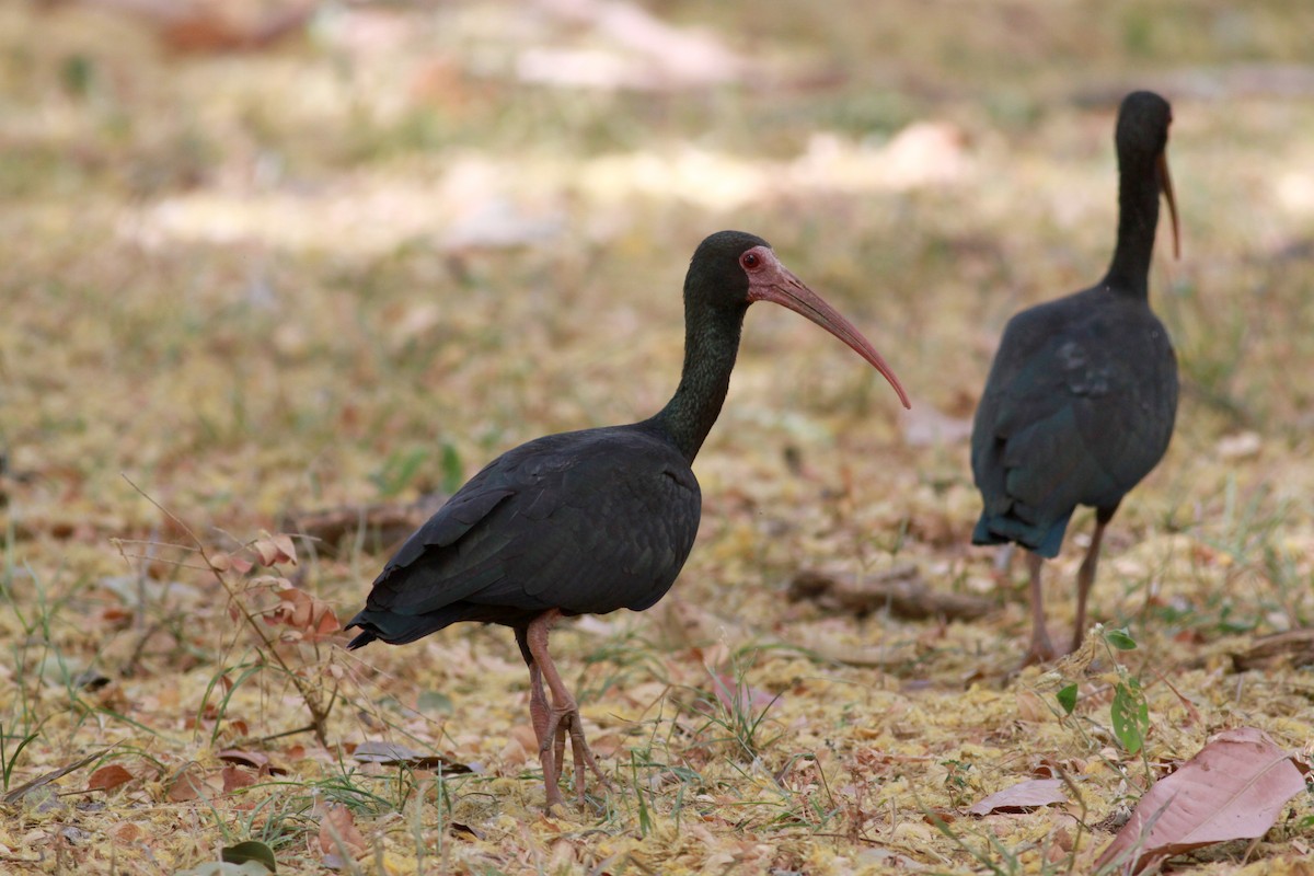 ibis tmavý - ML22132311