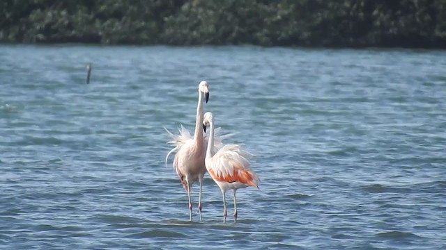 Chilean Flamingo - ML221323291