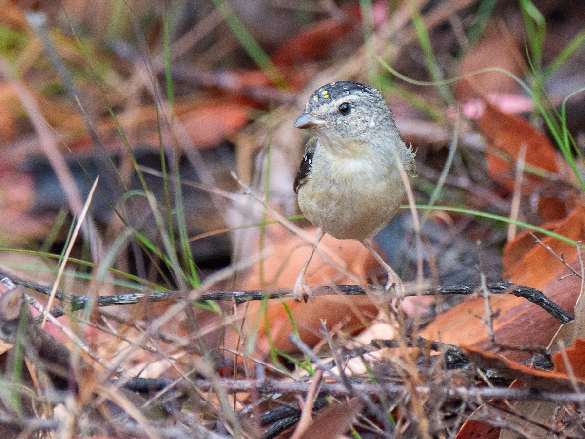 Spotted Pardalote - ML221324361