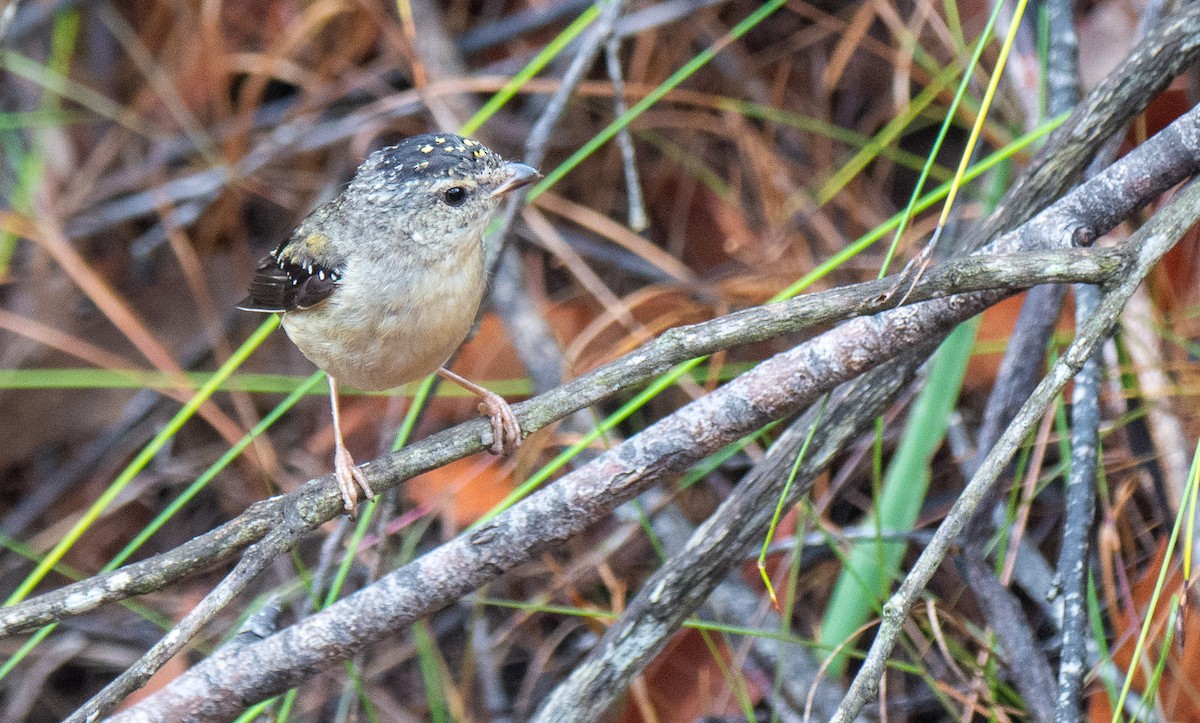 Fleckenpanthervogel - ML221324371