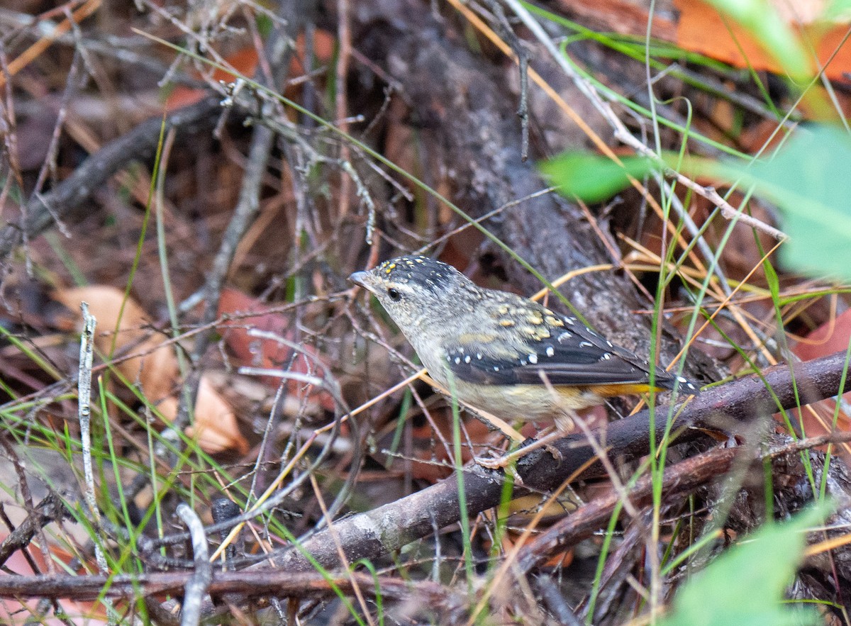 Fleckenpanthervogel - ML221324381