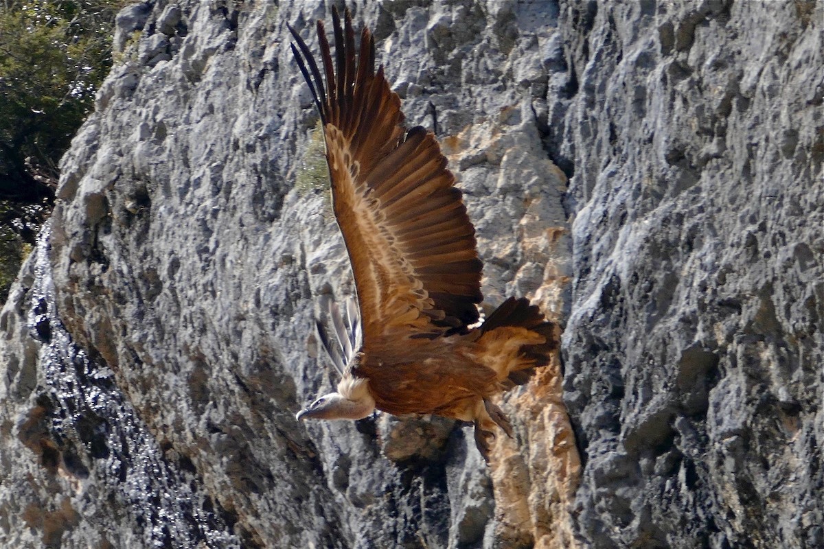 Eurasian Griffon - ML221324481