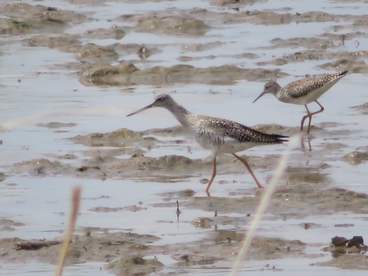 Greater Yellowlegs - ML221324911