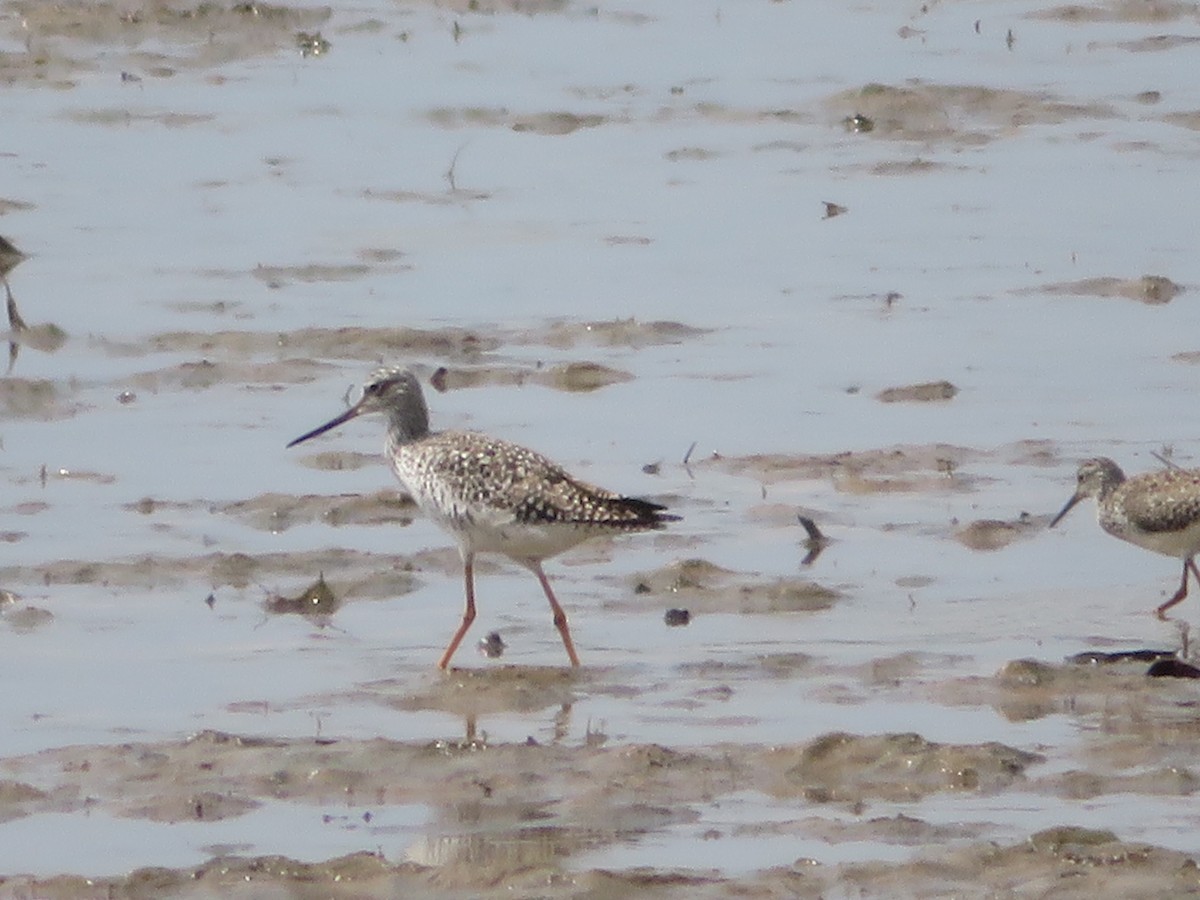 Greater Yellowlegs - ML221324931