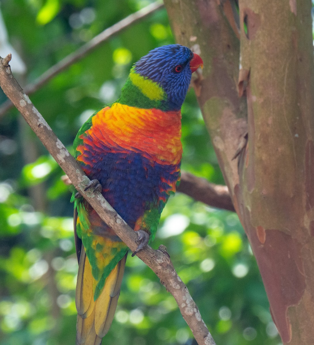 Rainbow Lorikeet - ML221325171