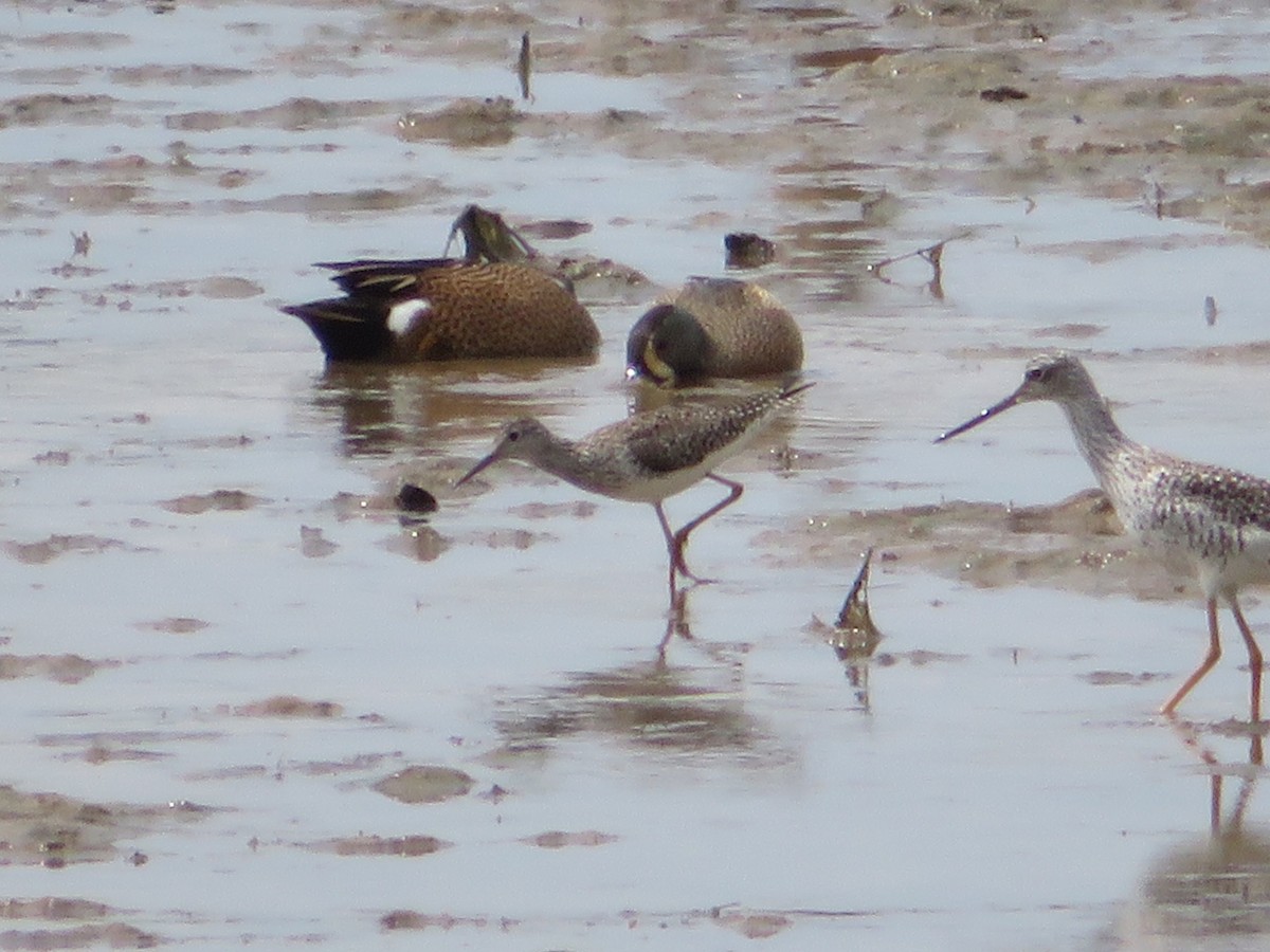 Lesser Yellowlegs - ML221325731