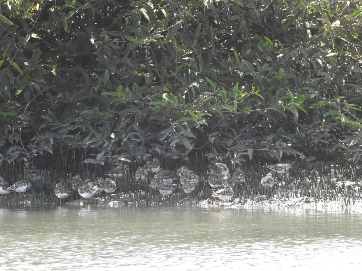 Ruddy Turnstone - ML221325771