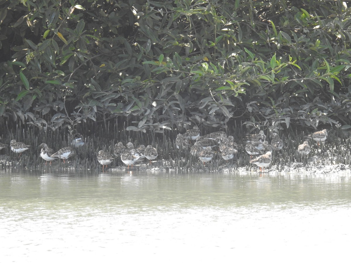 Ruddy Turnstone - ML221325791