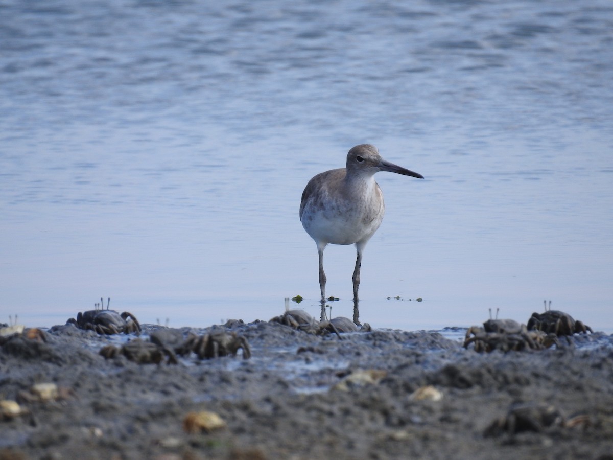 Willet - ML221326501