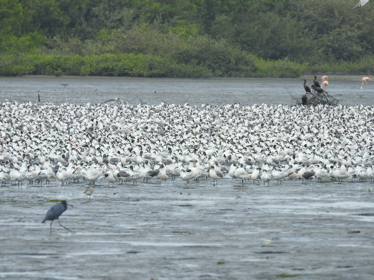 Royal Tern - ML221329261