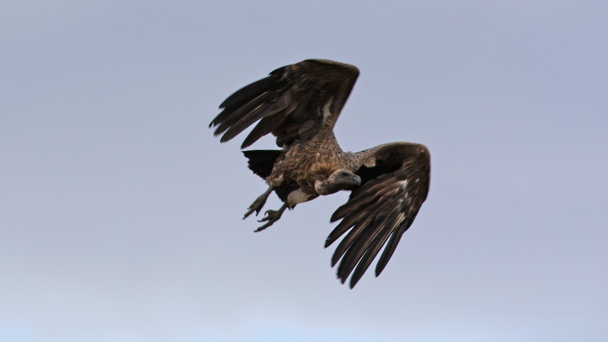 White-backed Vulture - ML22132951