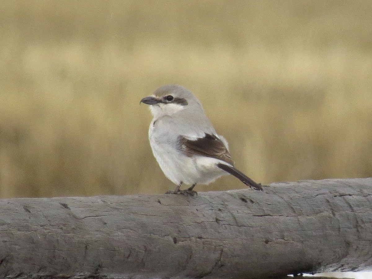 Northern Shrike - ML221330321