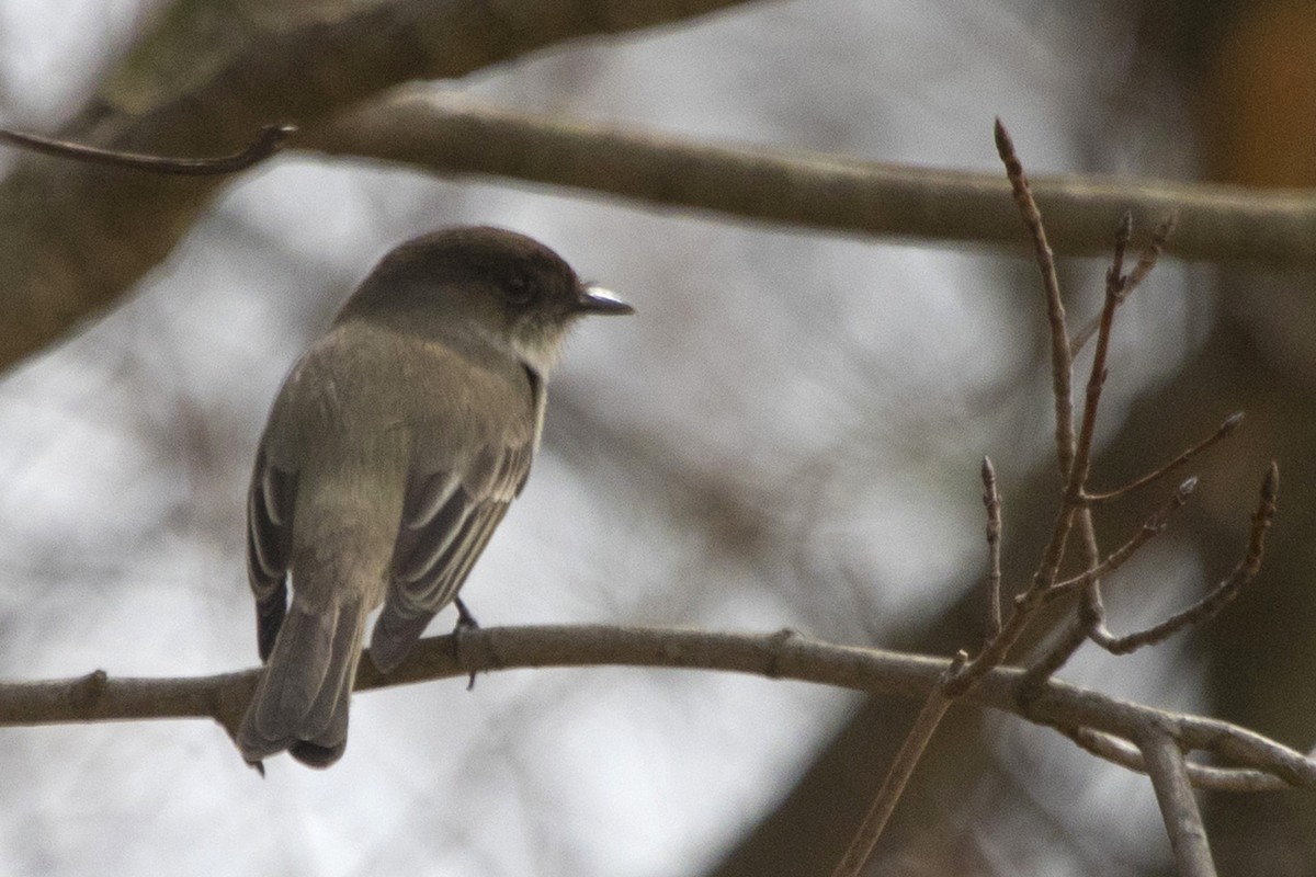 Eastern Phoebe - ML221333251