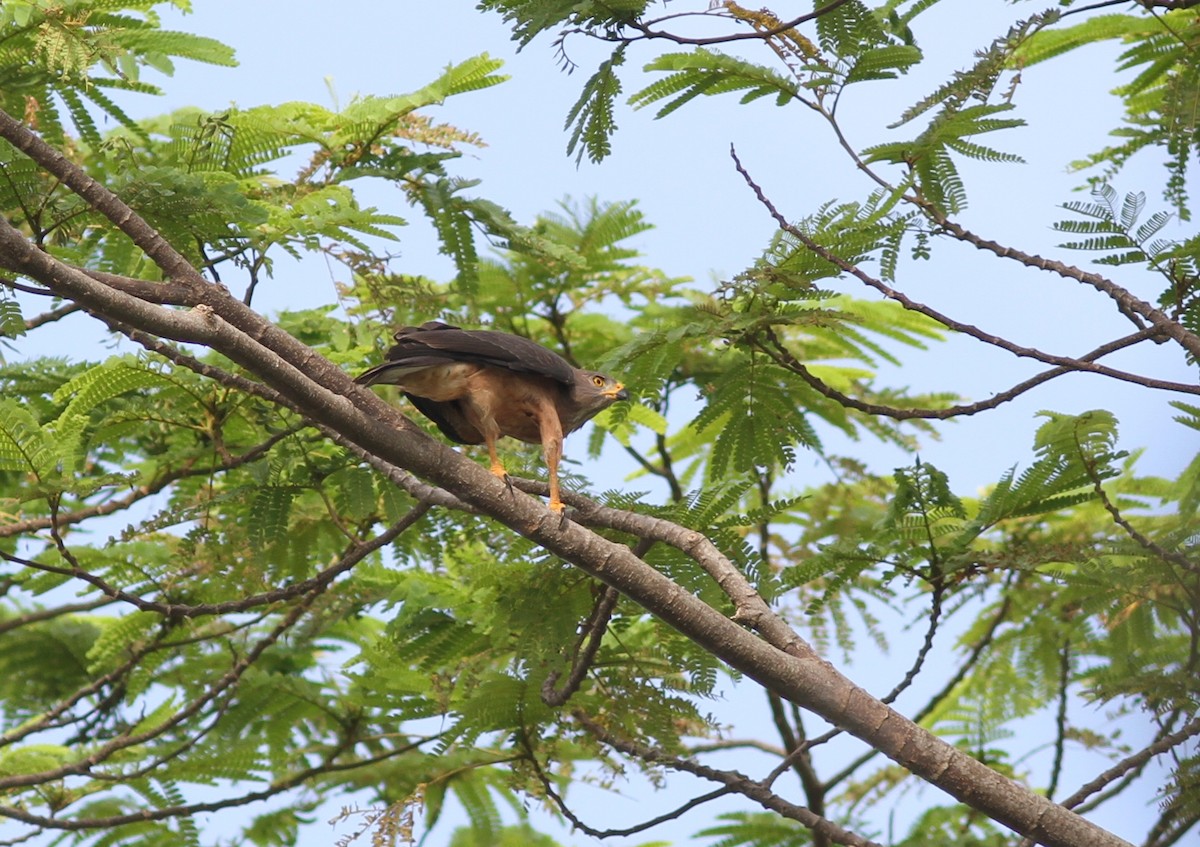 Variable Goshawk - ML221333411