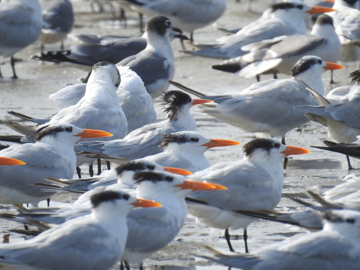 Royal Tern - Fernando Angulo - CORBIDI