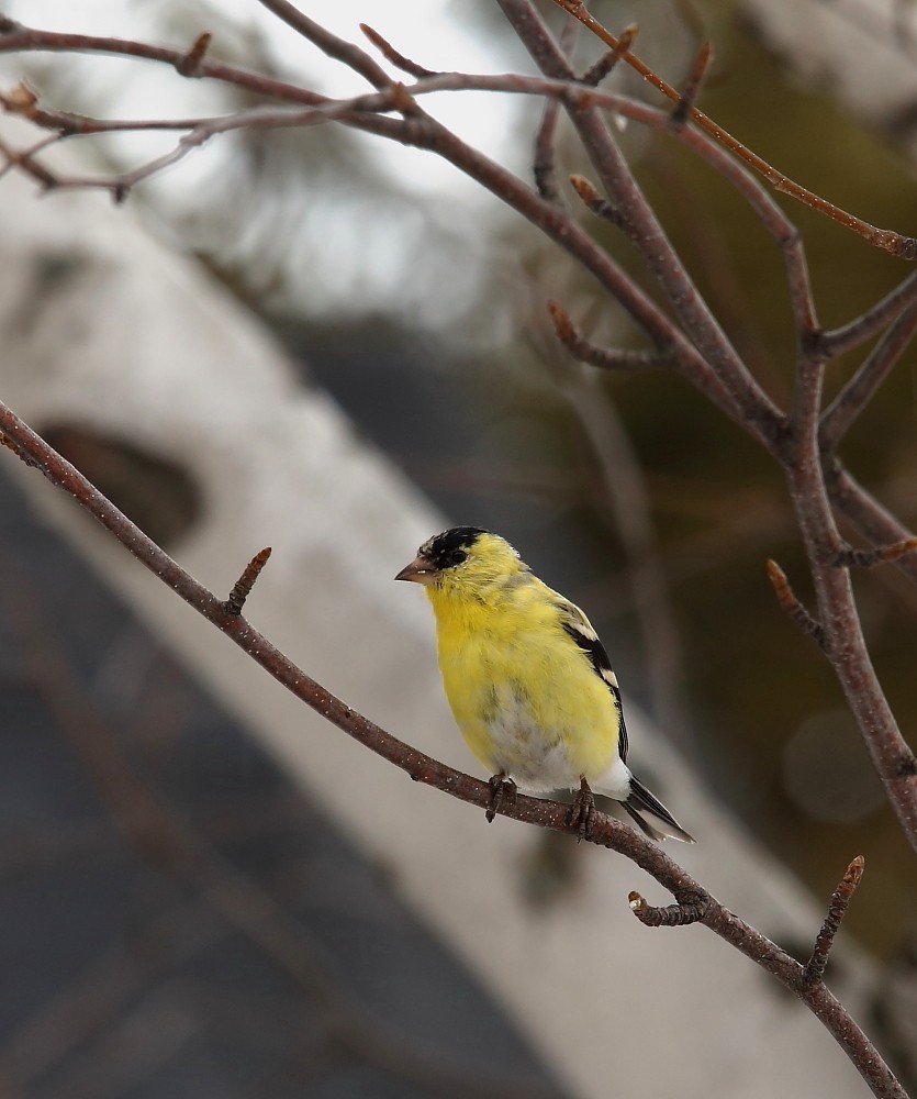 American Goldfinch - Josée Rousseau