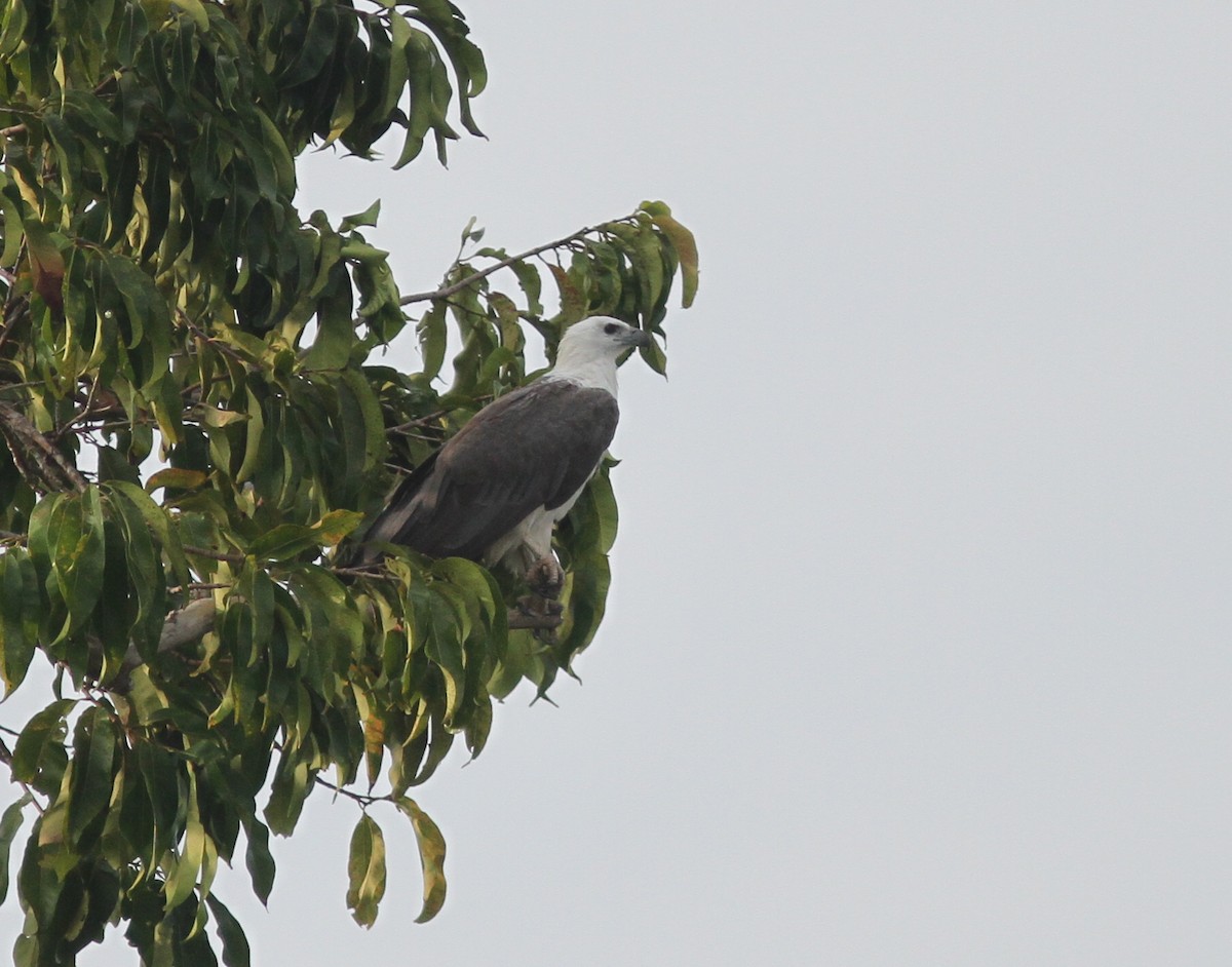 White-bellied Sea-Eagle - ML221335321