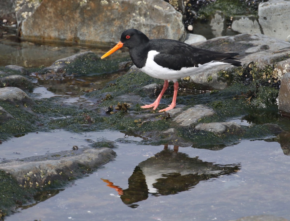 Eurasian Oystercatcher - Alvan Buckley