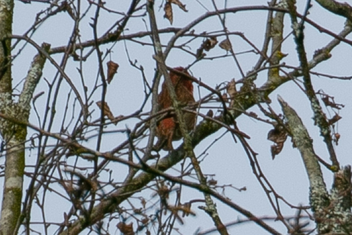 Purple Finch - ML221337341