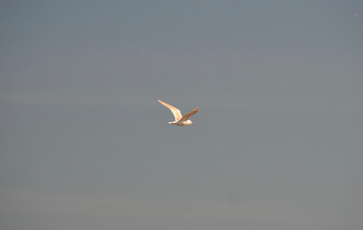 Iceland Gull - Eli Holton