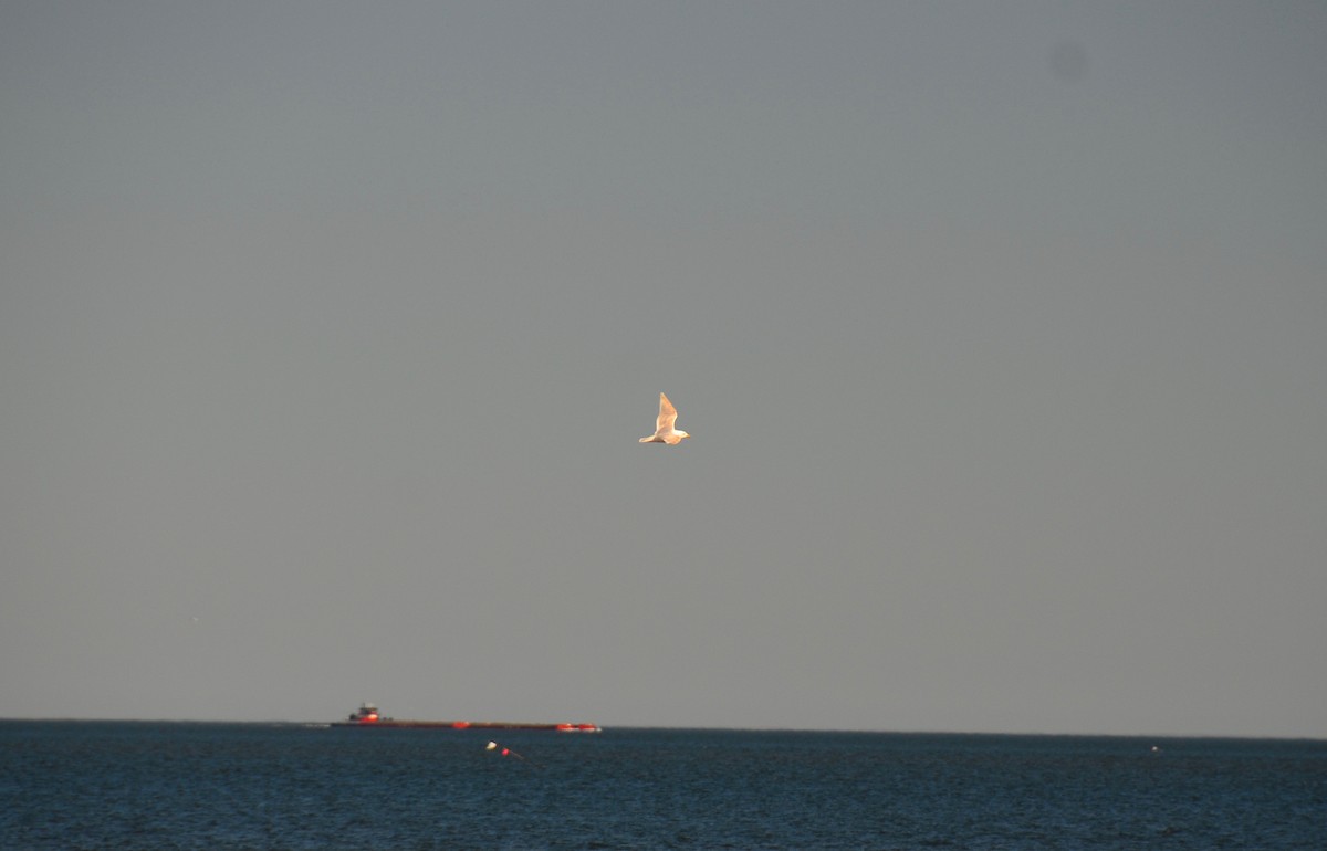 Iceland Gull - Eli Holton