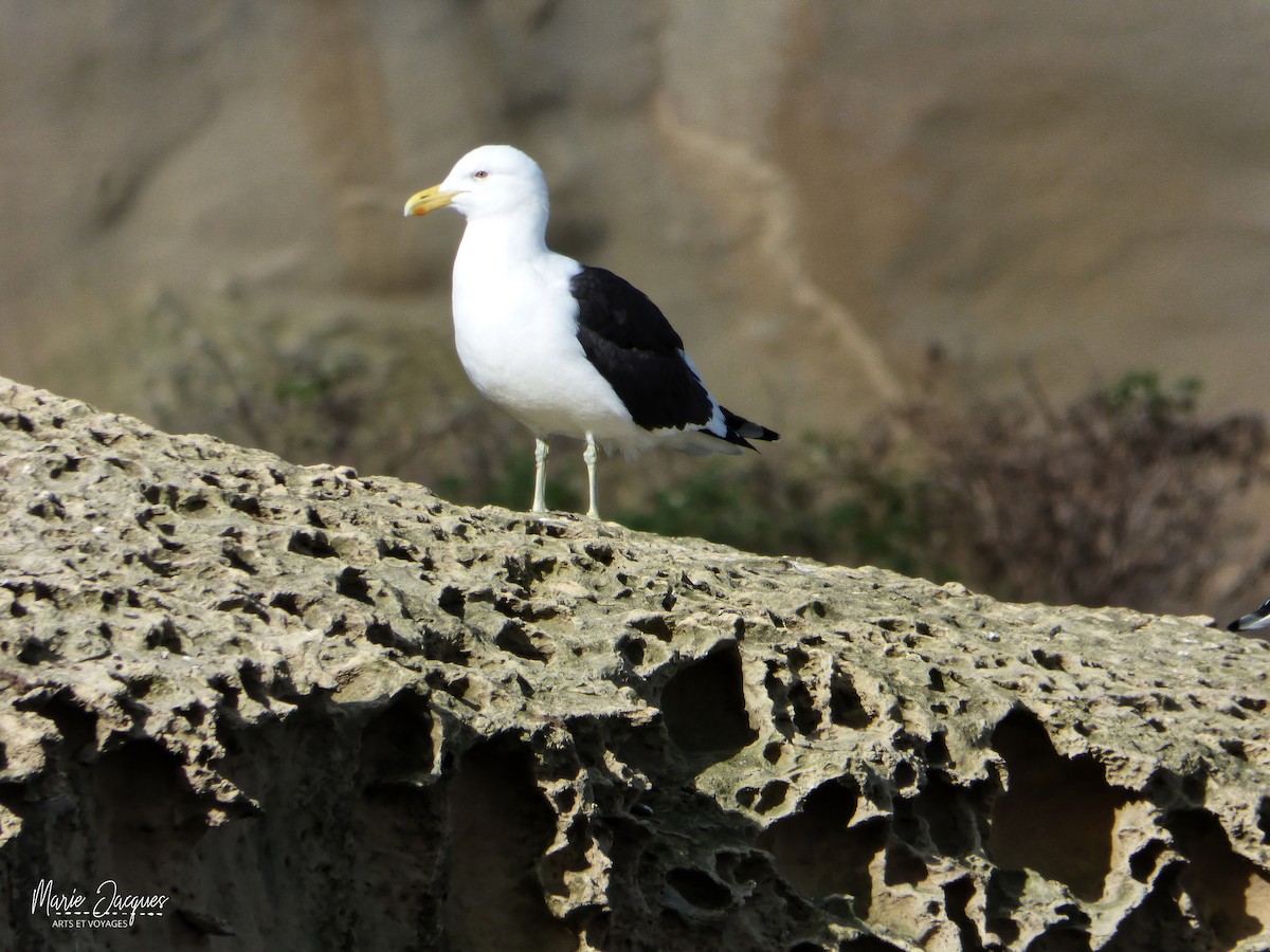 Kelp Gull - ML221338351