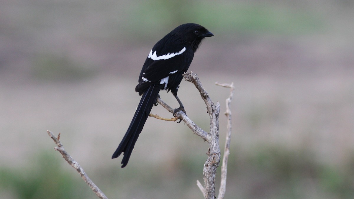 Magpie Shrike - ML22133841