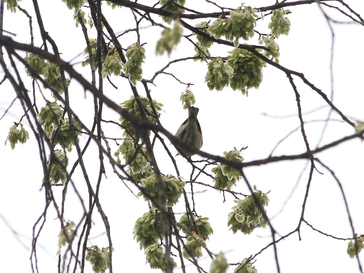 Pine Warbler - Loyan Beausoleil