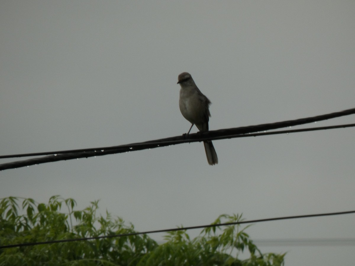 Tropical Mockingbird - ML221339111