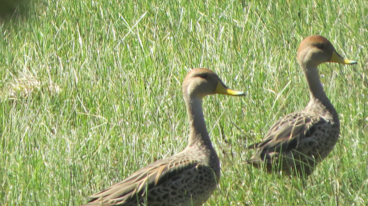 Yellow-billed Pintail - ML221339411