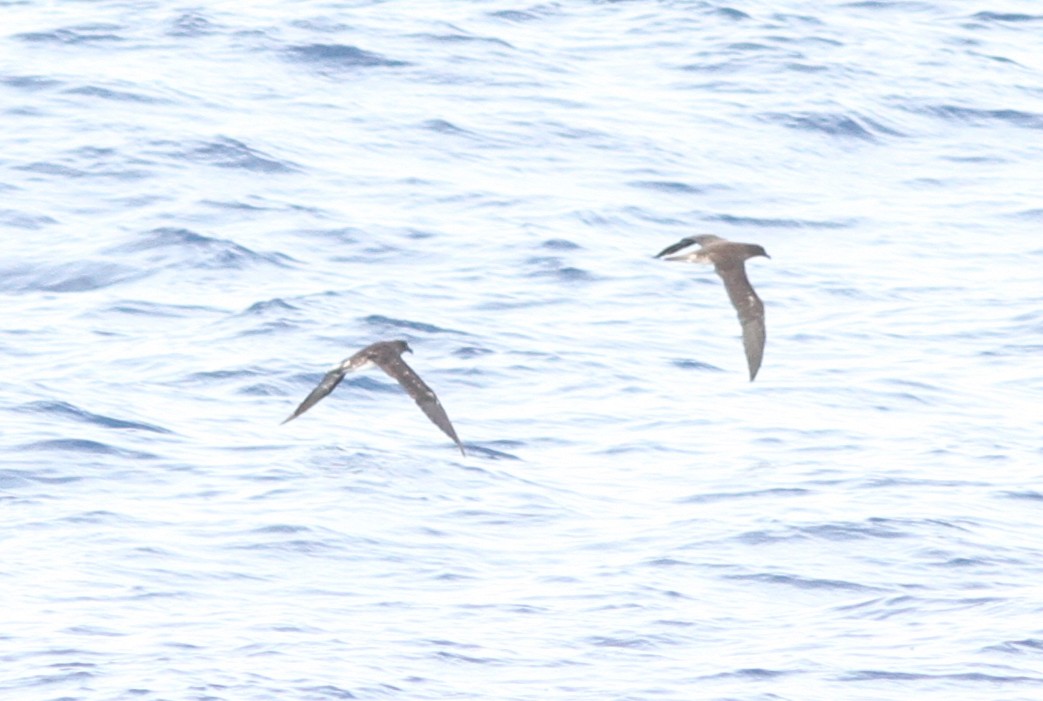 Tahiti Petrel - ML221339511