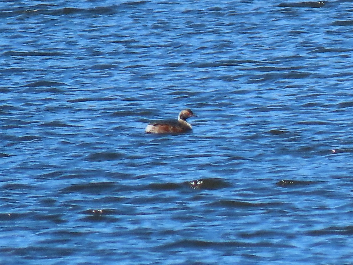 Horned Grebe - Alan Boyd