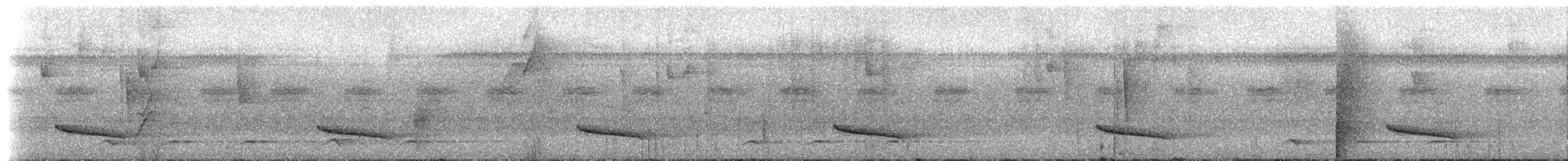 Smaragdan oreillard (groupe leucotis) - ML221340