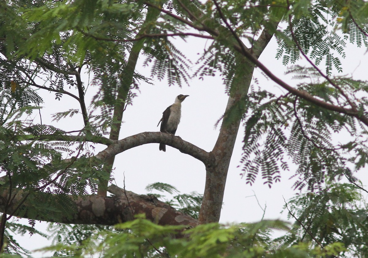 White-naped Friarbird - ML221340461