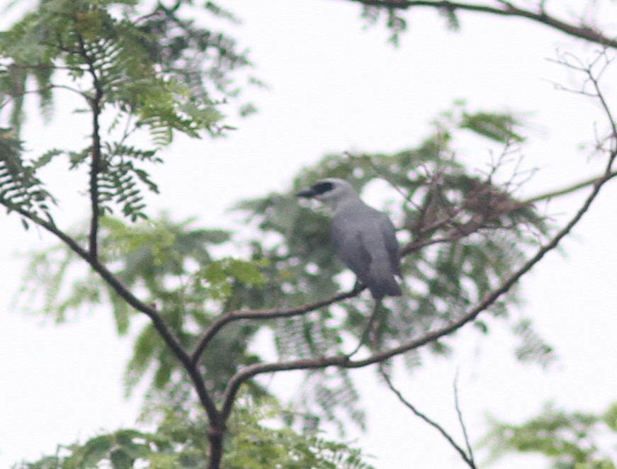 Manus Cuckooshrike - ML221340831