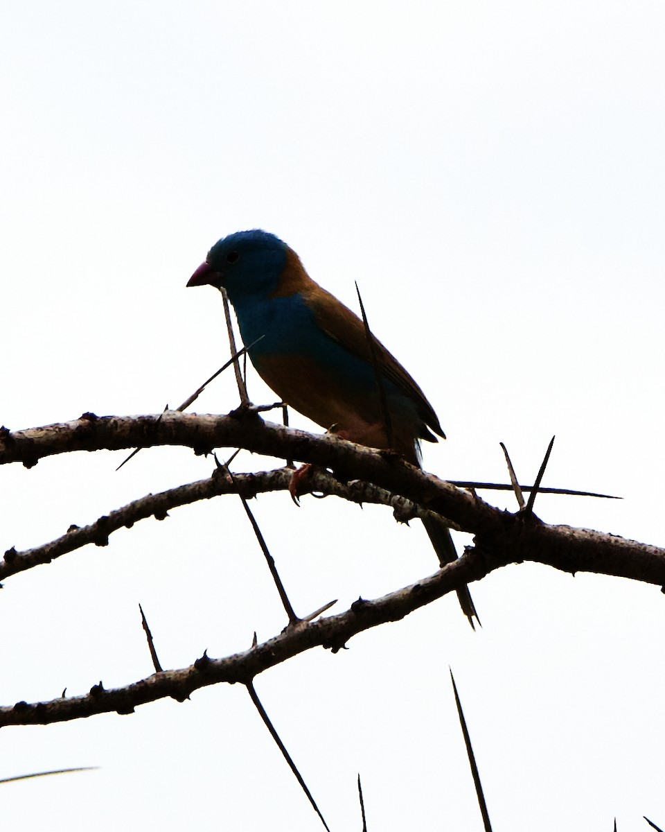 Blue-capped Cordonbleu - ML221341381