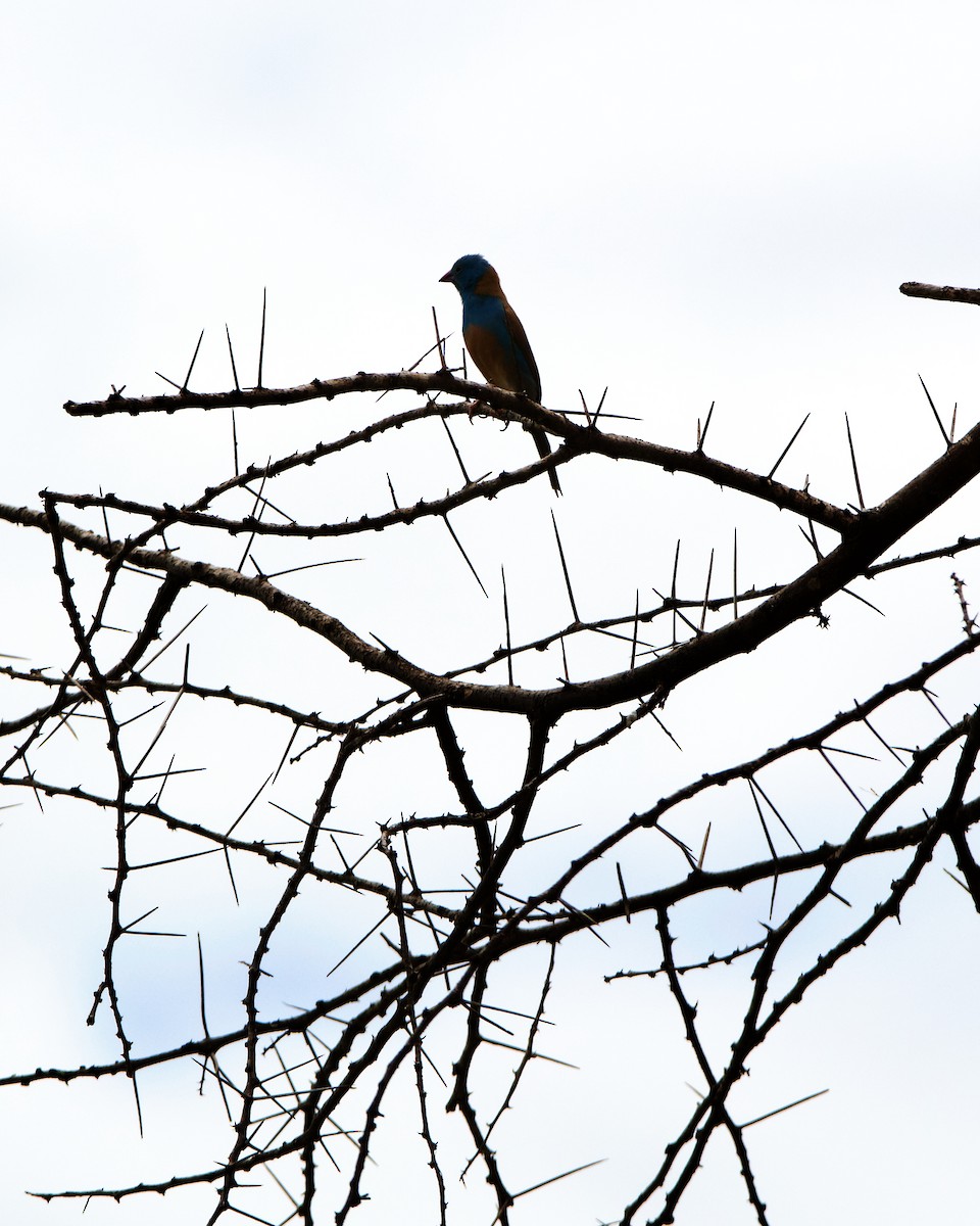 Blue-capped Cordonbleu - ML221341401