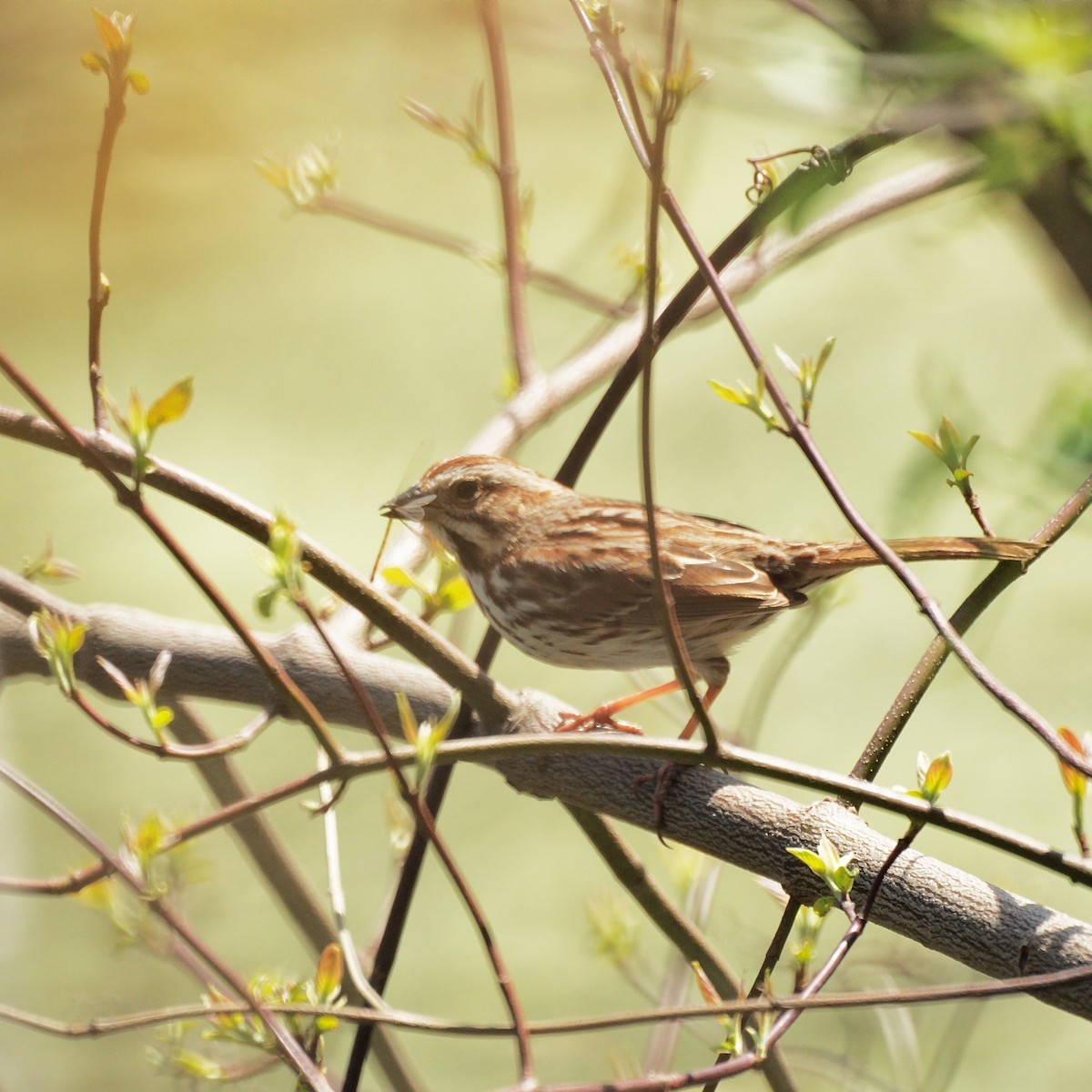 Song Sparrow - ML221341771