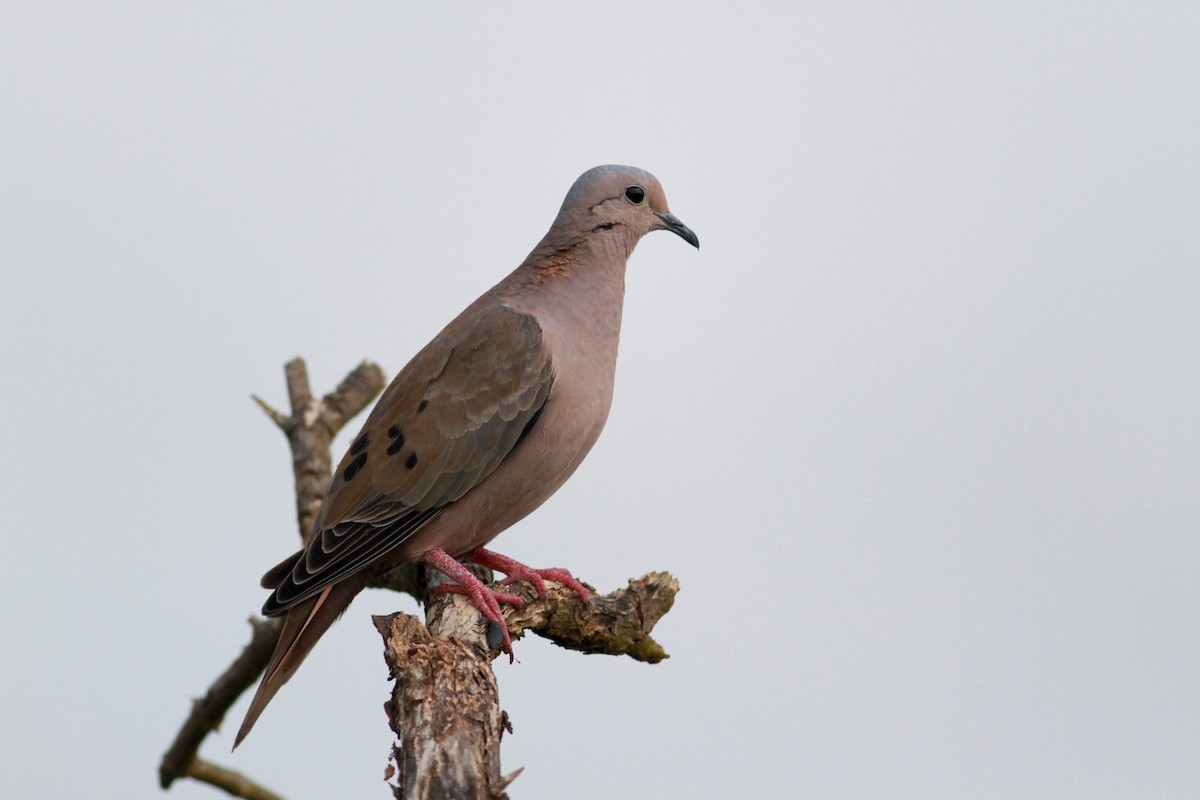 Eared Dove - ML22134241