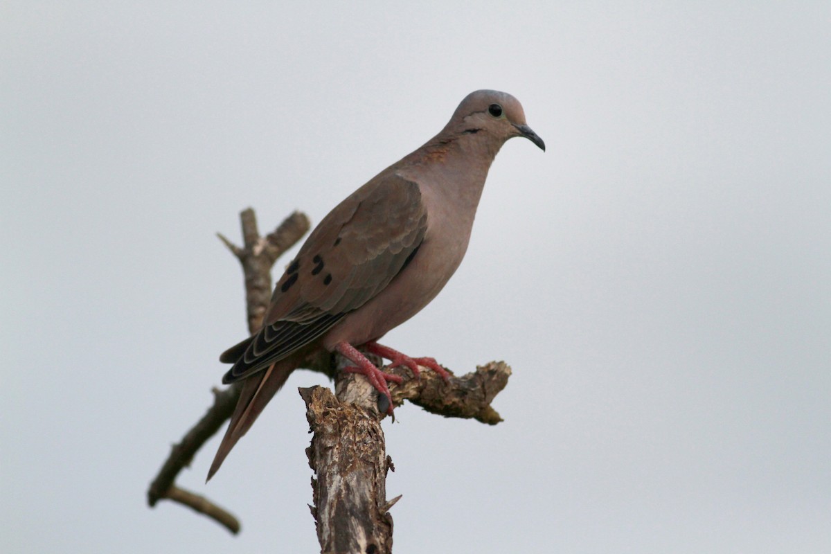 Eared Dove - ML22134261