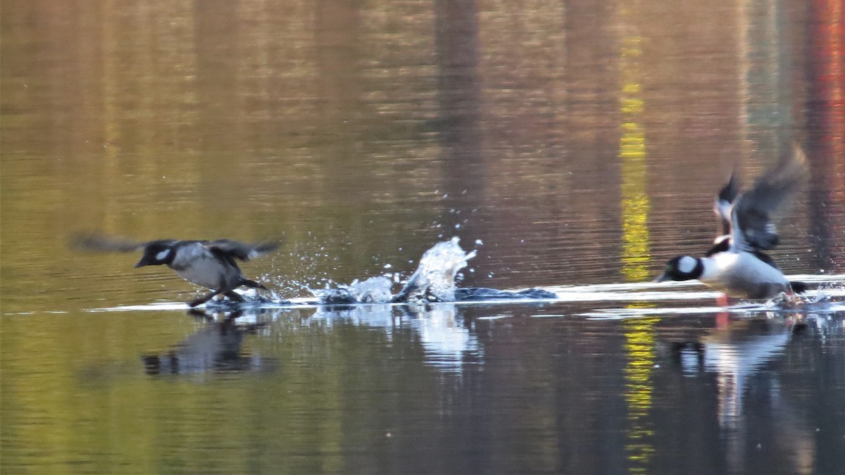 Bufflehead - Tom Pirro