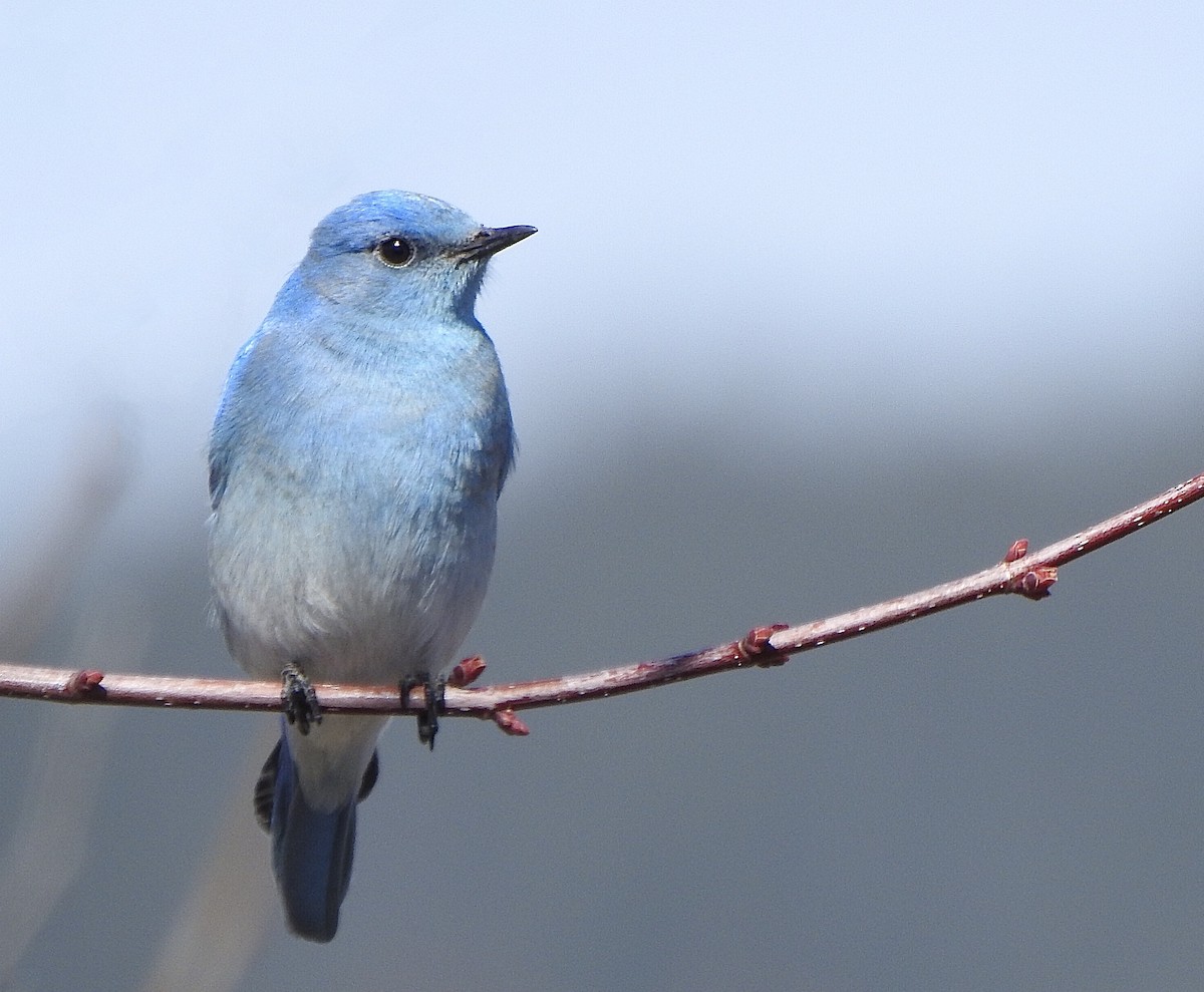 Mountain Bluebird - ML221344521