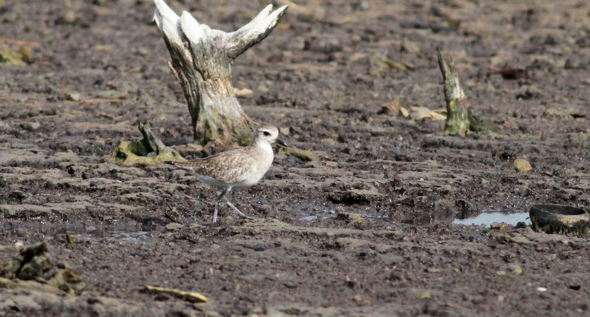 Black-bellied Plover - ML22134471