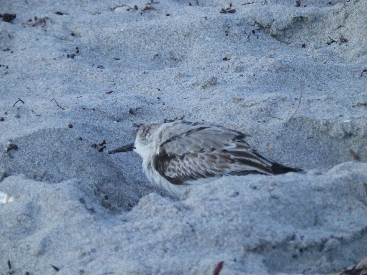 Bécasseau sanderling - ML221346181