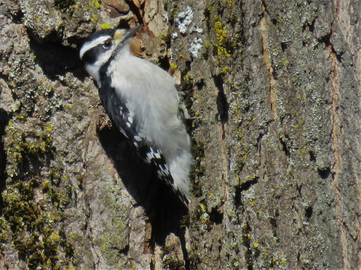 Downy Woodpecker - Kevin Topping